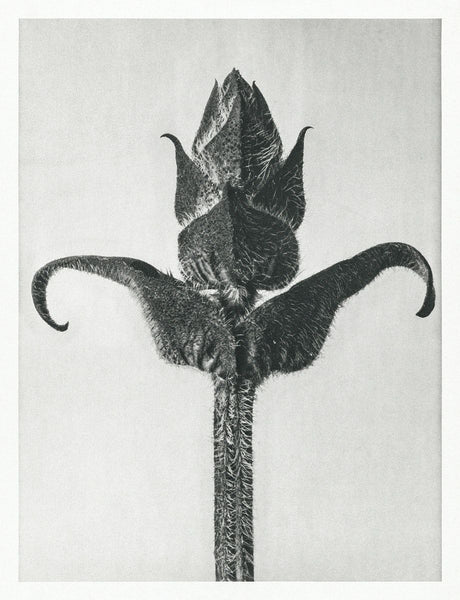 Main Image 1