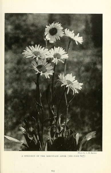 Main Image 2