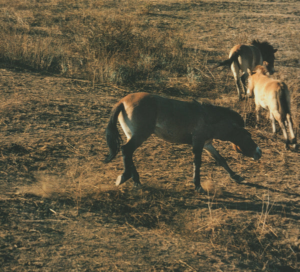 Main Image 1