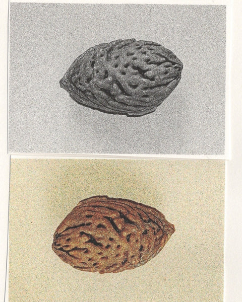 Main Image 1
